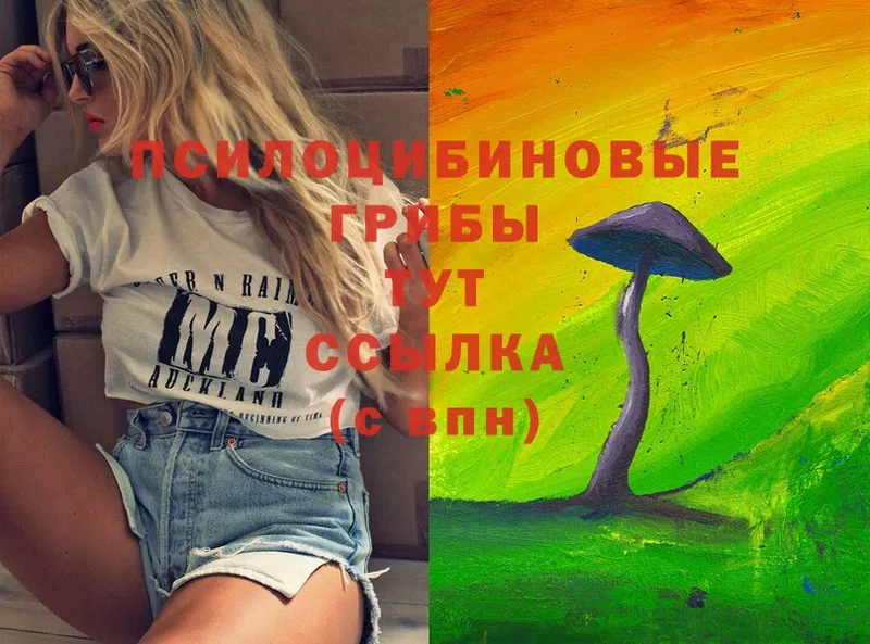 Псилоцибиновые грибы Cubensis  Венёв 